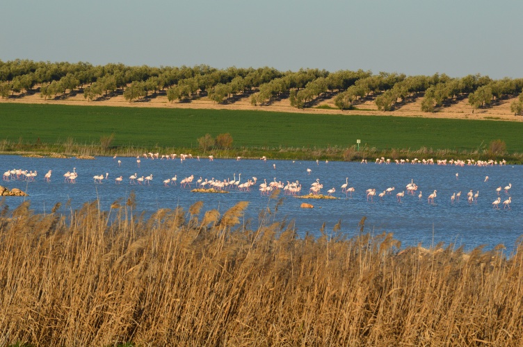 FLAMENCOS EN LAGUNA BALLESTERA (OSUNA)